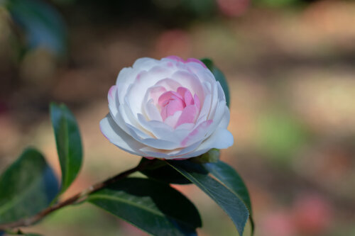Camellia Early Pearly